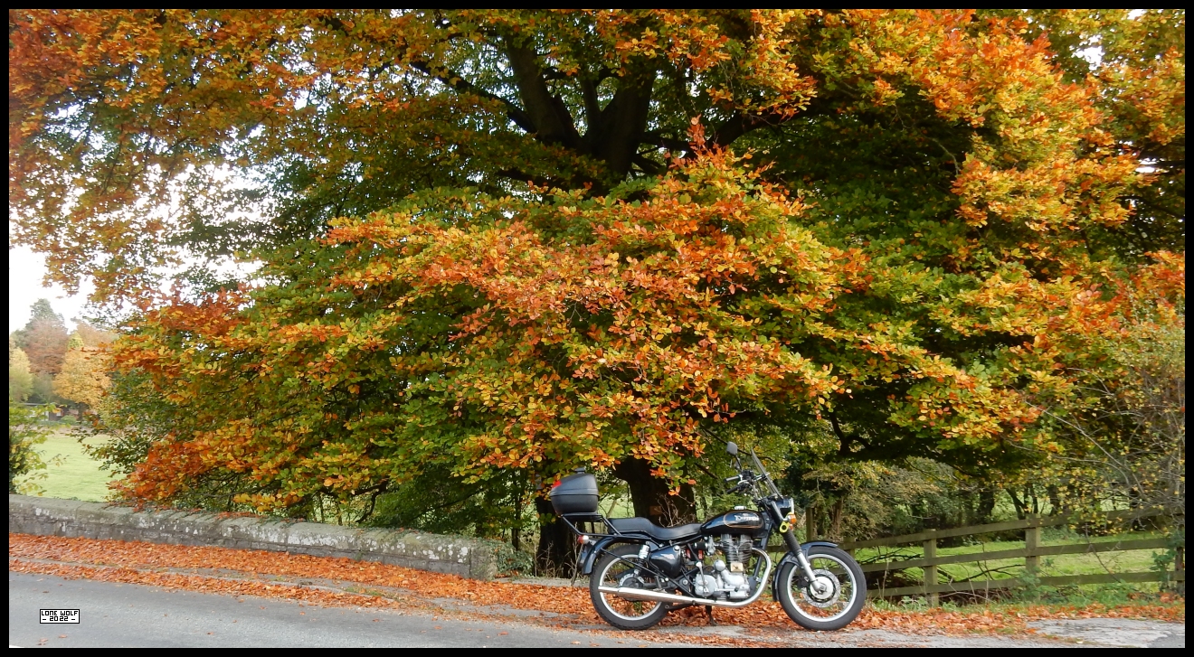 The Enfield Bullet lurking in Cannock Chase.
