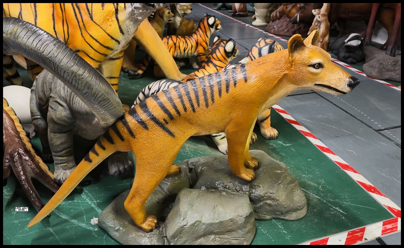 A Thylacine - that's not something you see every day.