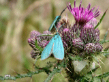 Hmm  -  a metalic blue moth.........whatever next ?