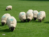 Several shade seeking sheep - just surreptitiously seeking the sanctuary of the shade