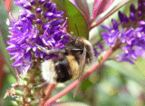 Bee Bumble and the Stingers - now I *am* showing my age.